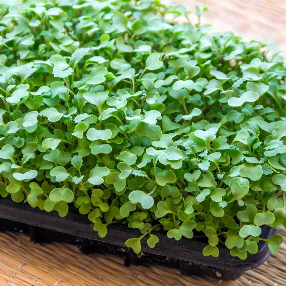 Buy Best Quality cabbage Microgreens Seeds Online - Organic Bazar