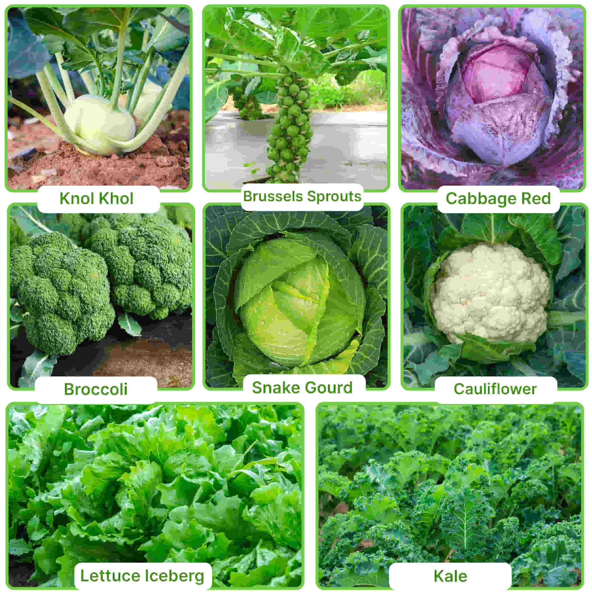 Cabbage Vegetable with names