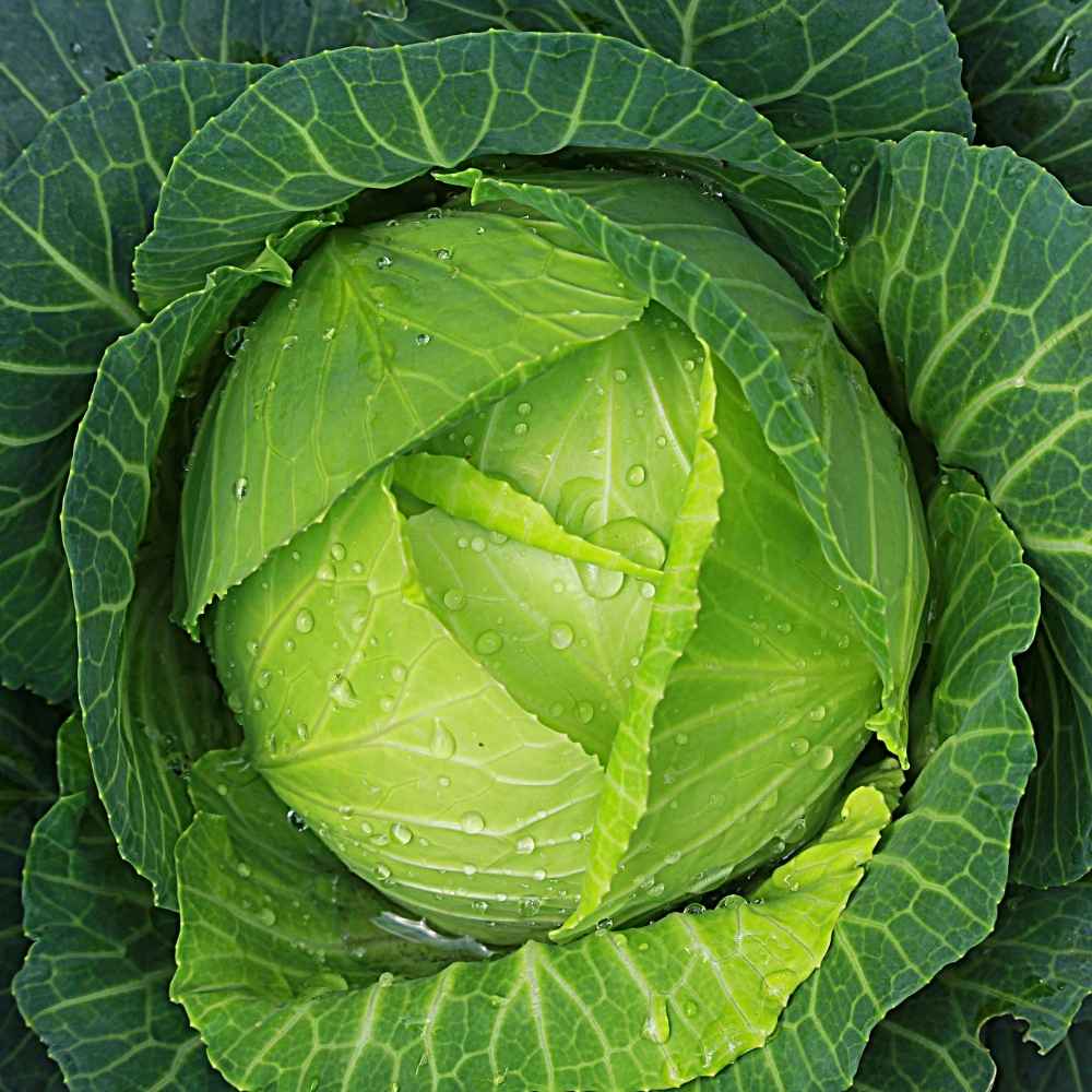 Cabbage Seeds Hybrid