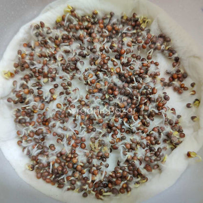 Cabbage Microgreen Seeds