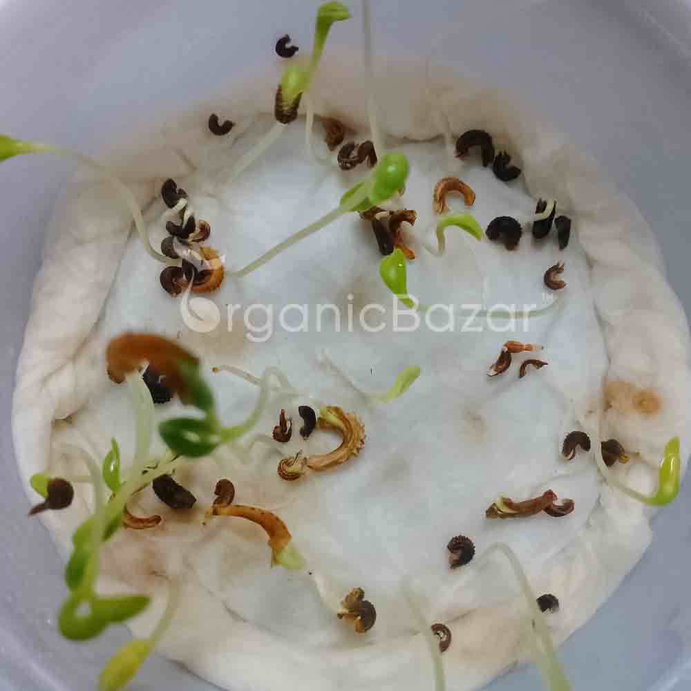 Calendula Officinalis Fiesta Gitana Mix Seeds