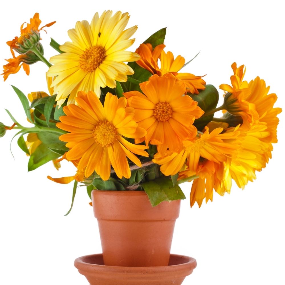 Calendula Officinalis Fiesta Gitana Mix Seeds