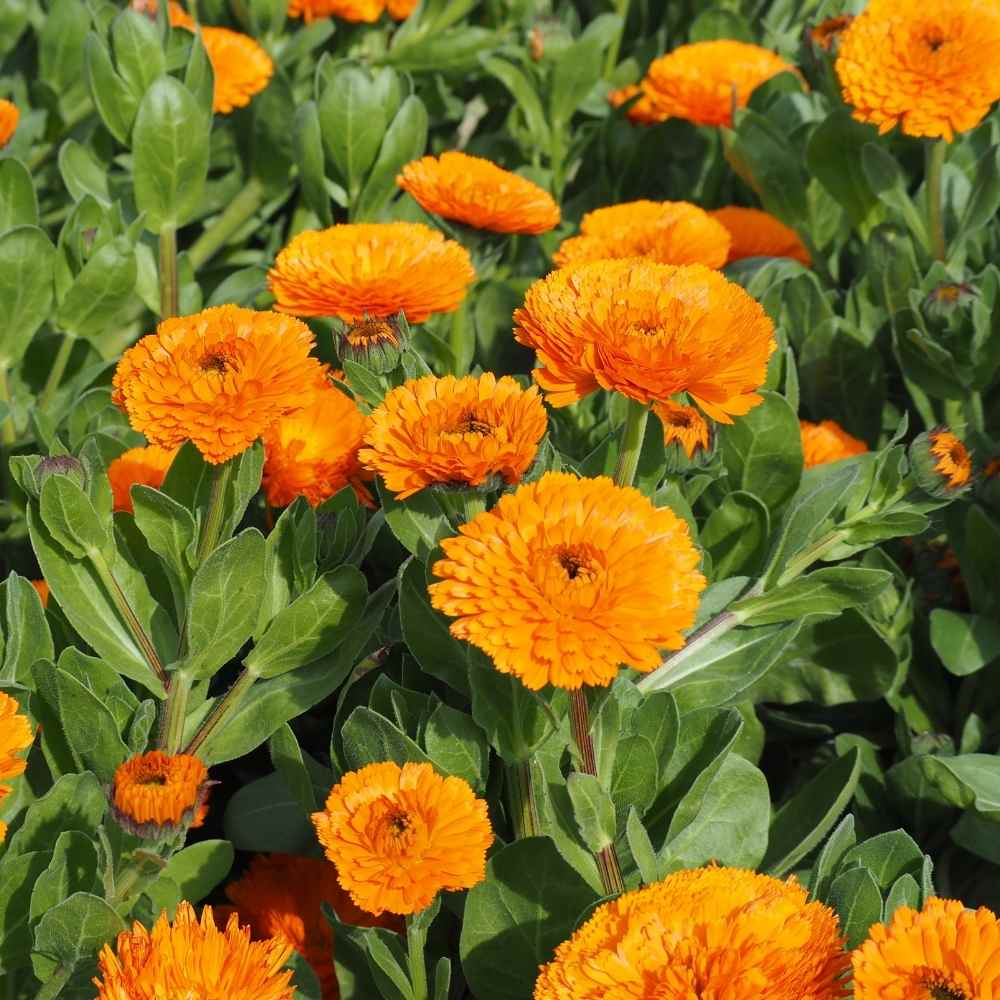 Calendula Officinalis Fiesta Gitana Orange Seeds