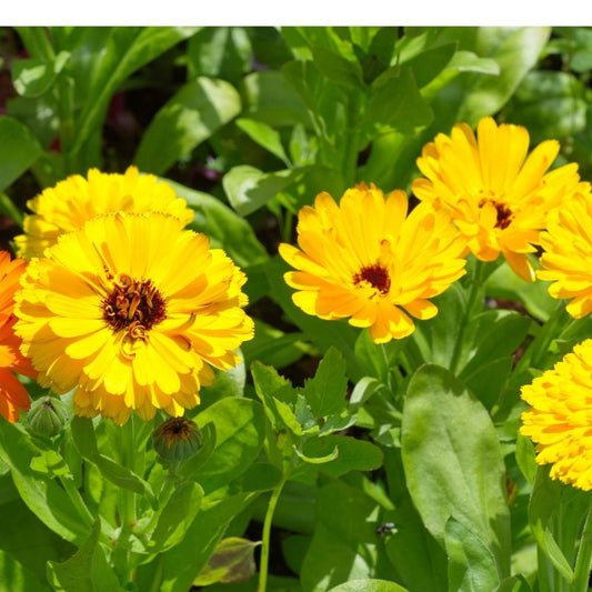 Calendula Officinalis Fiesta Gitana Yellow Seeds