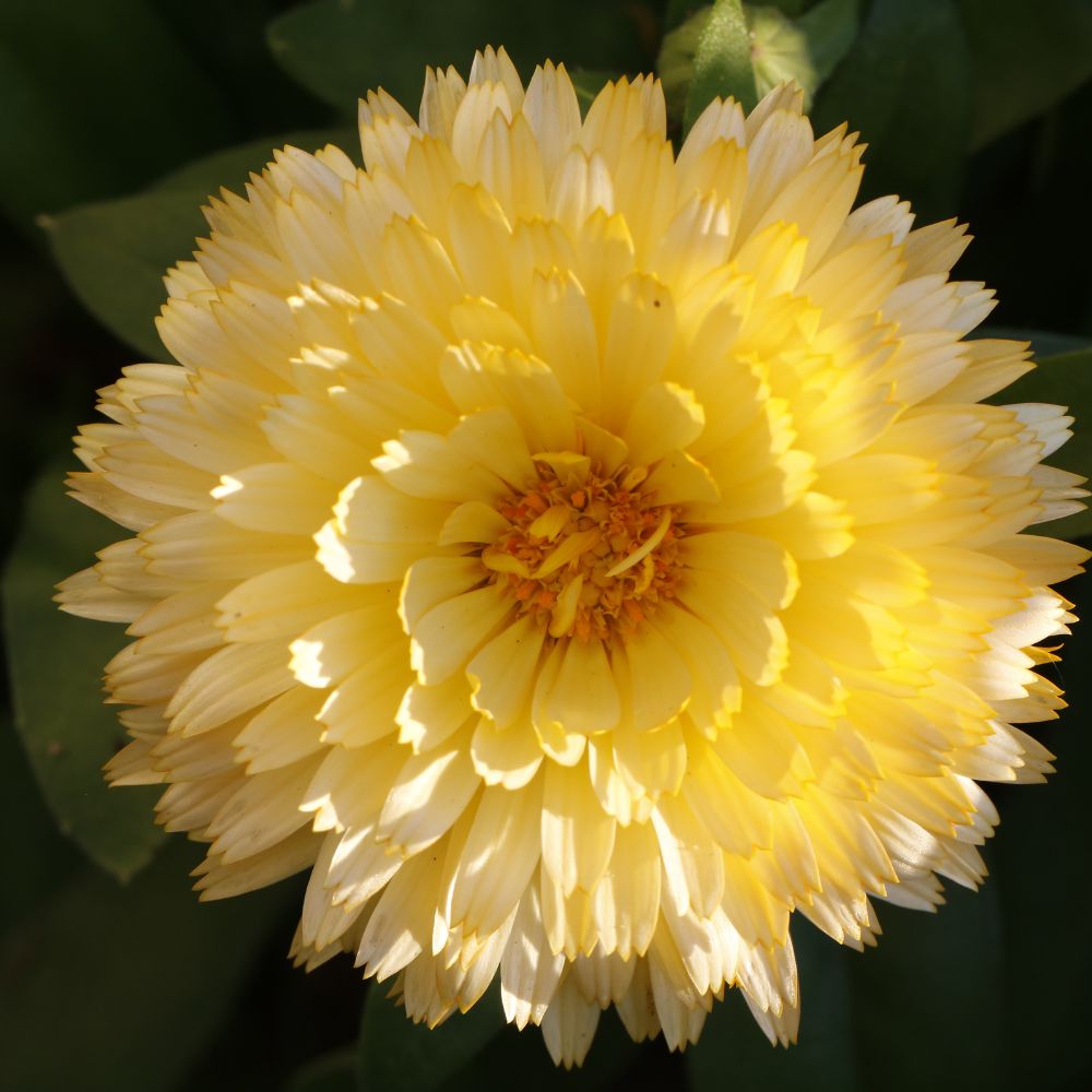 Calendula Creamy White Flower Seeds