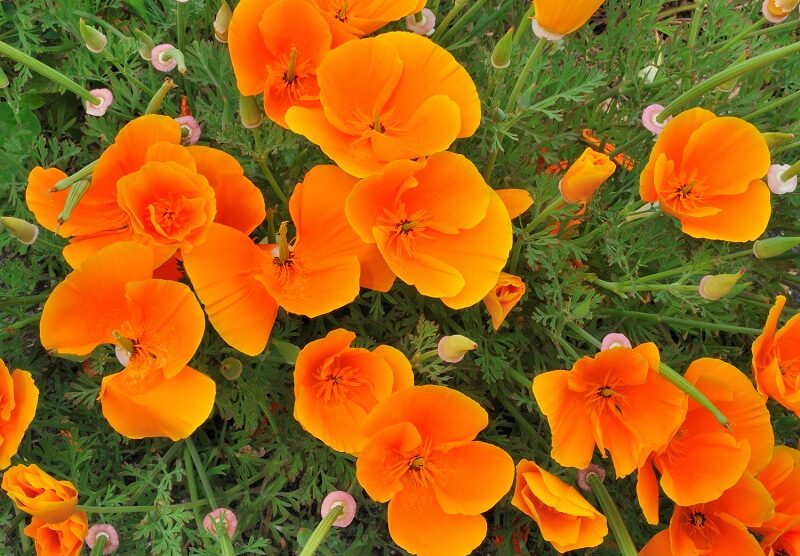 Buy Best Quality California Poppy Orange Seeds Online _ Organicbazar