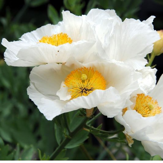 California Poppy White Seeds