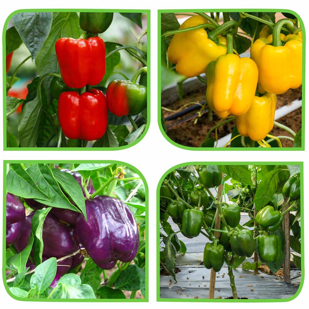 4 Different Color Capsicum Hybrid Seeds Packet