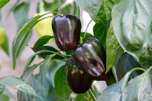 Capsicum-Bellpepper Purple Black