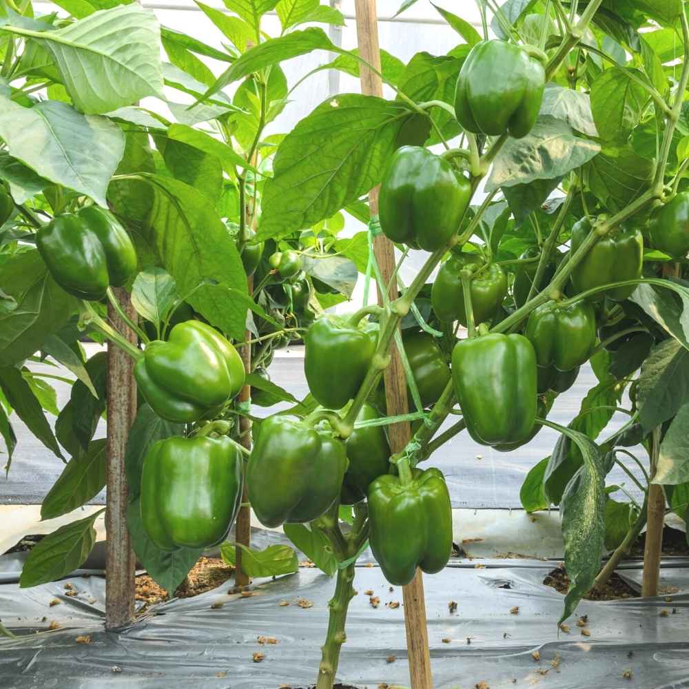 Capsicum Seeds F1 Hybrid