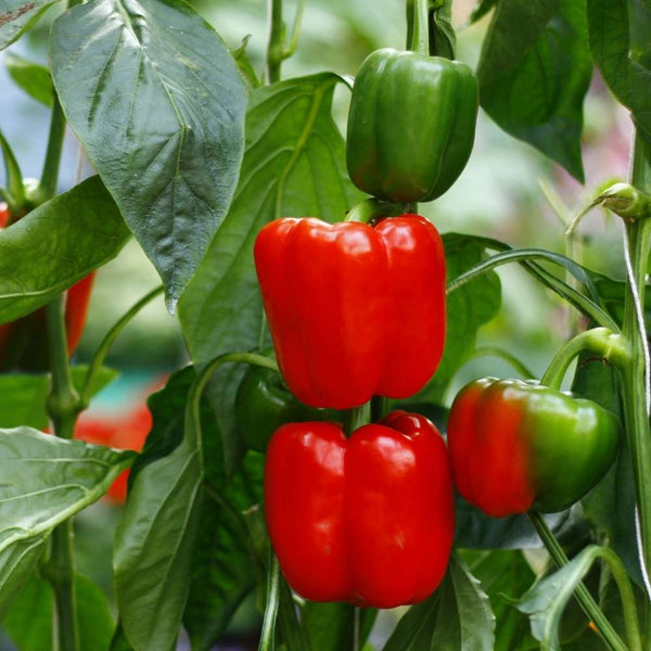 Buy Best Quality Capsicum Imported Seeds