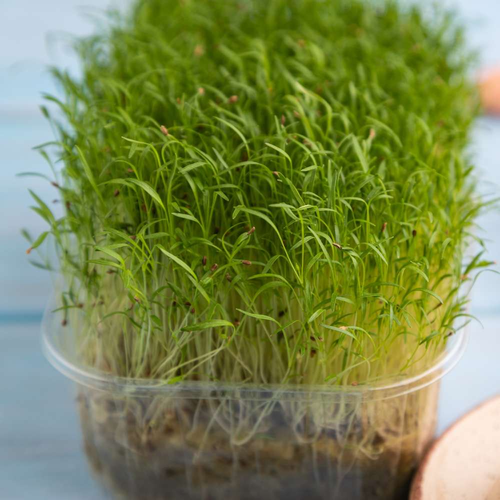 Carrot Microgreen Seeds