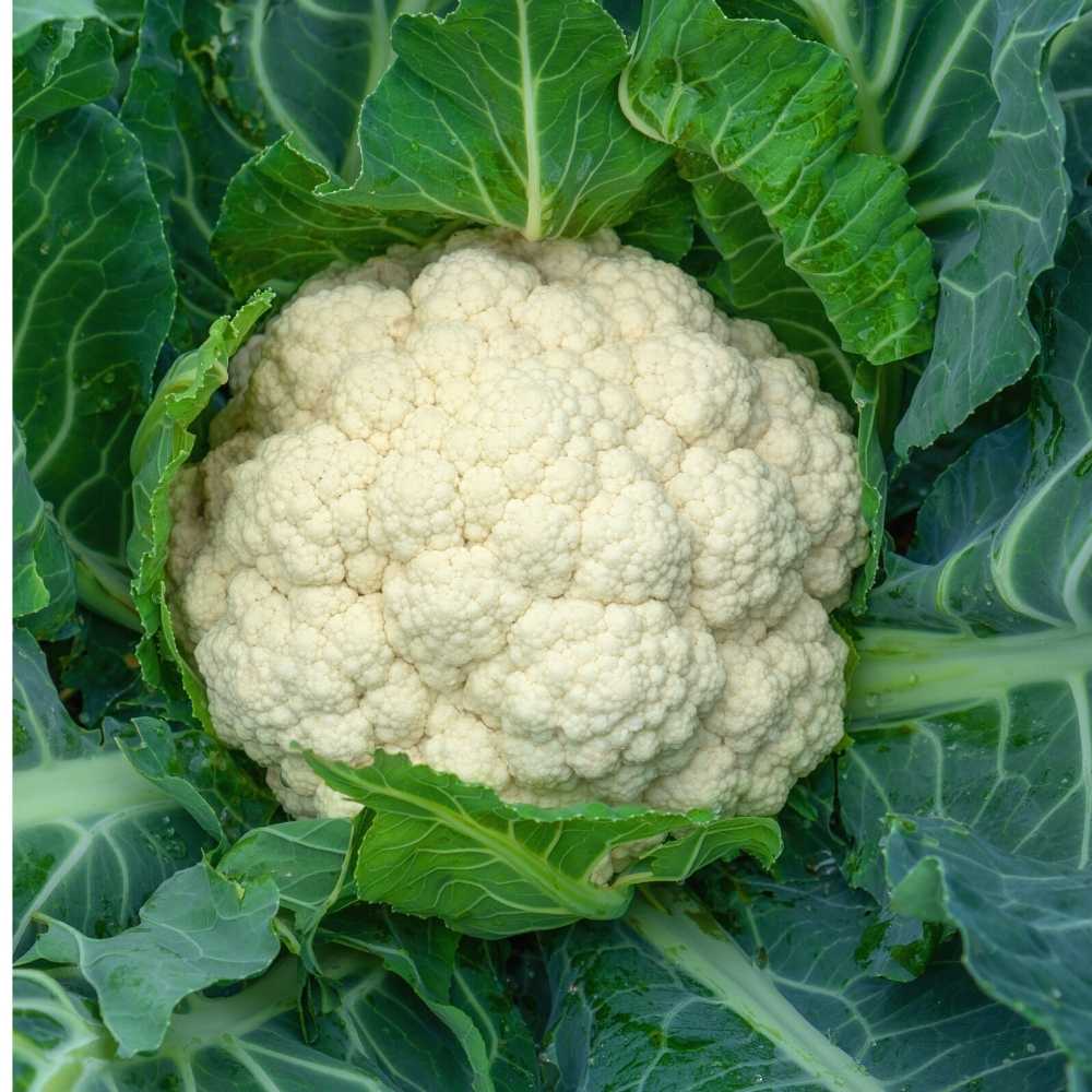 Cauliflower (Phool Gobhi) Seeds Hybrid