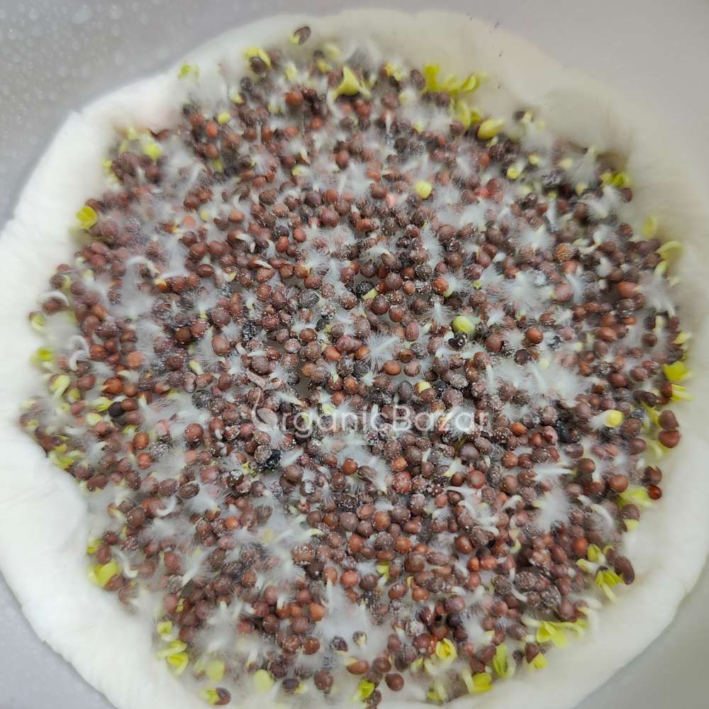 Cauliflower Microgreen Seeds