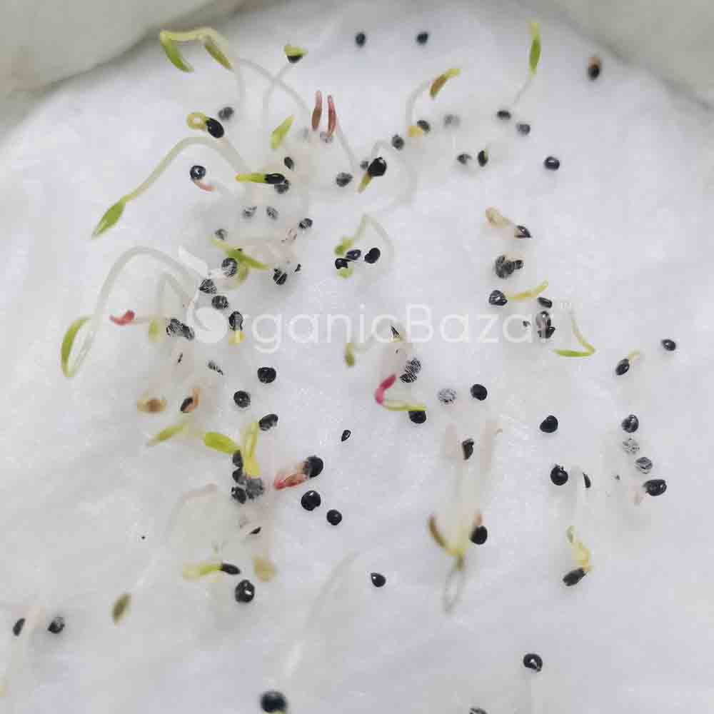 Celosia Plumosa Liliput Mixed Seeds