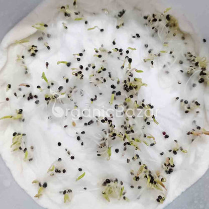 Chaulai Green Amaranth Testing 17-24Nov.Germ.90%