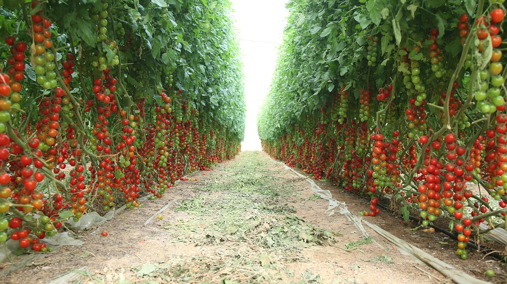 Tomatoes,&amp;,Cherry,Tomatoes