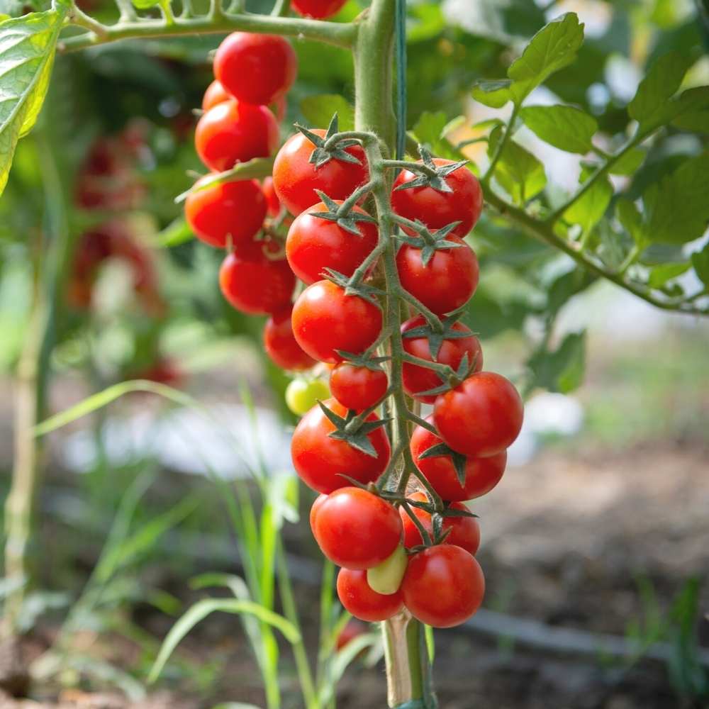 Cherry Tomato Cheramy Seeds