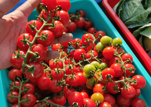 Cherry Tomatoes-Cheramy