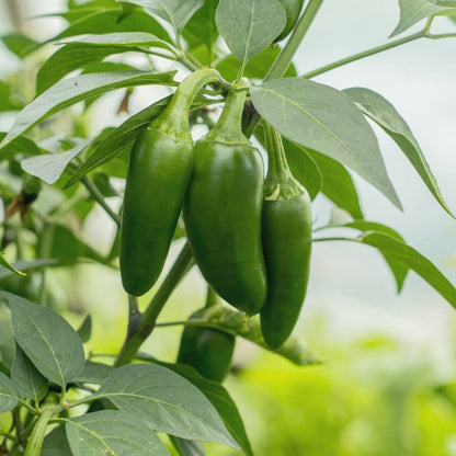 Chilli-Pepper Jalapeno M-Bullet Type Seeds