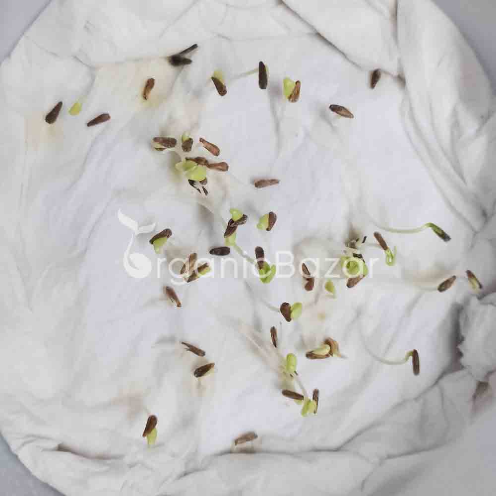 China Aster White Seeds