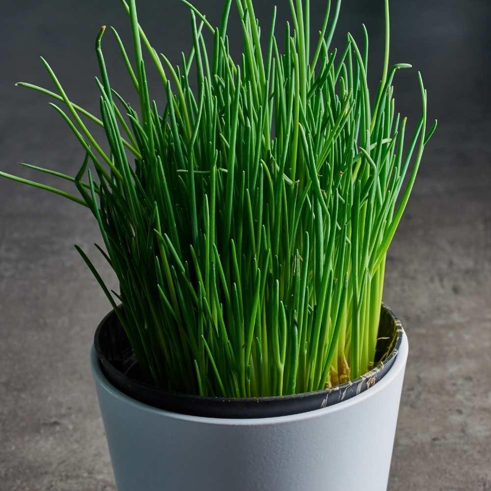Chives Medium Leaf Seeds
