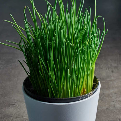 Chives Medium Leaf Seeds