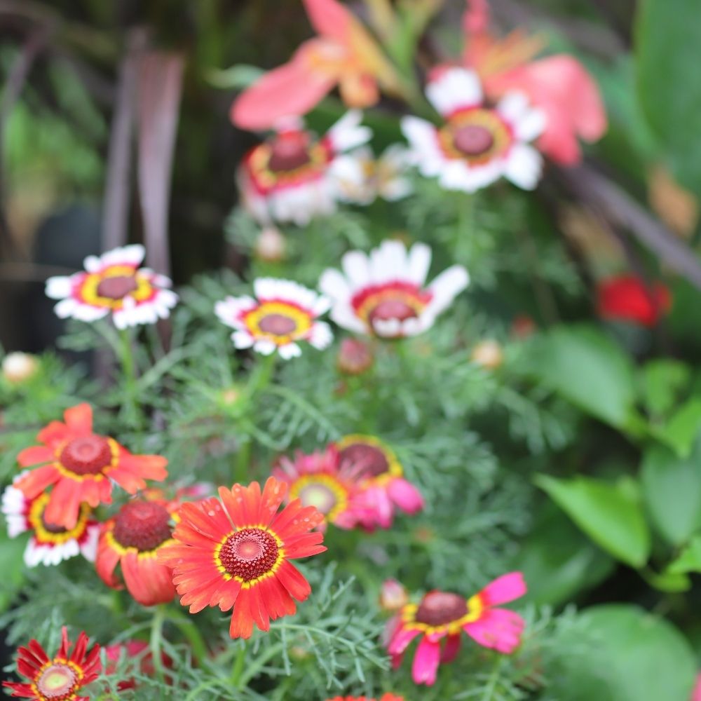 Chrysanthemum Carinatum Mix Seeds