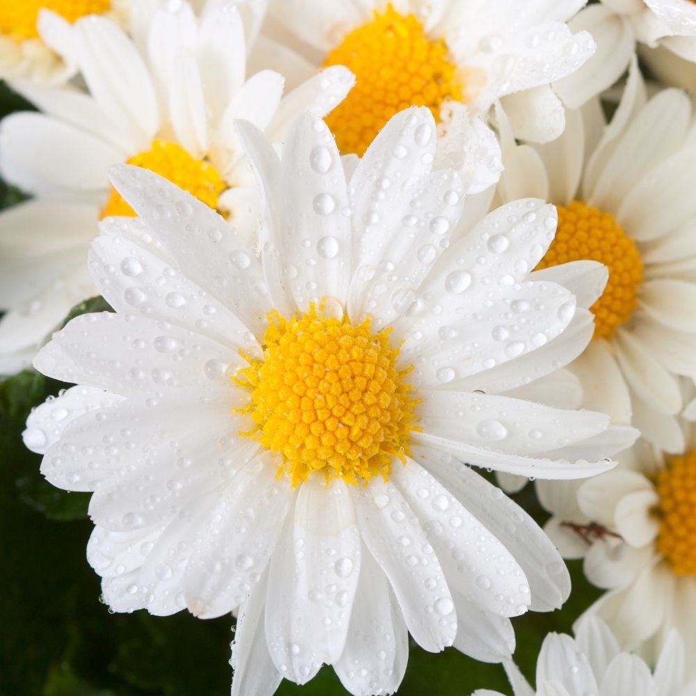 Chrysanthemum Paludosam White Seeds