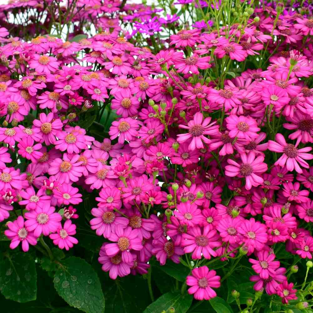 Cineraria Maritima Flowering Seeds