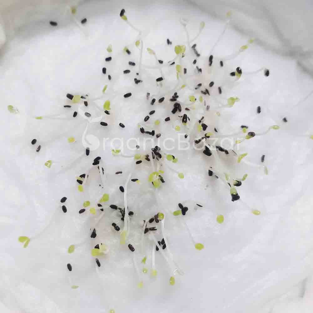 Cineraria Maritima Flowering Seeds