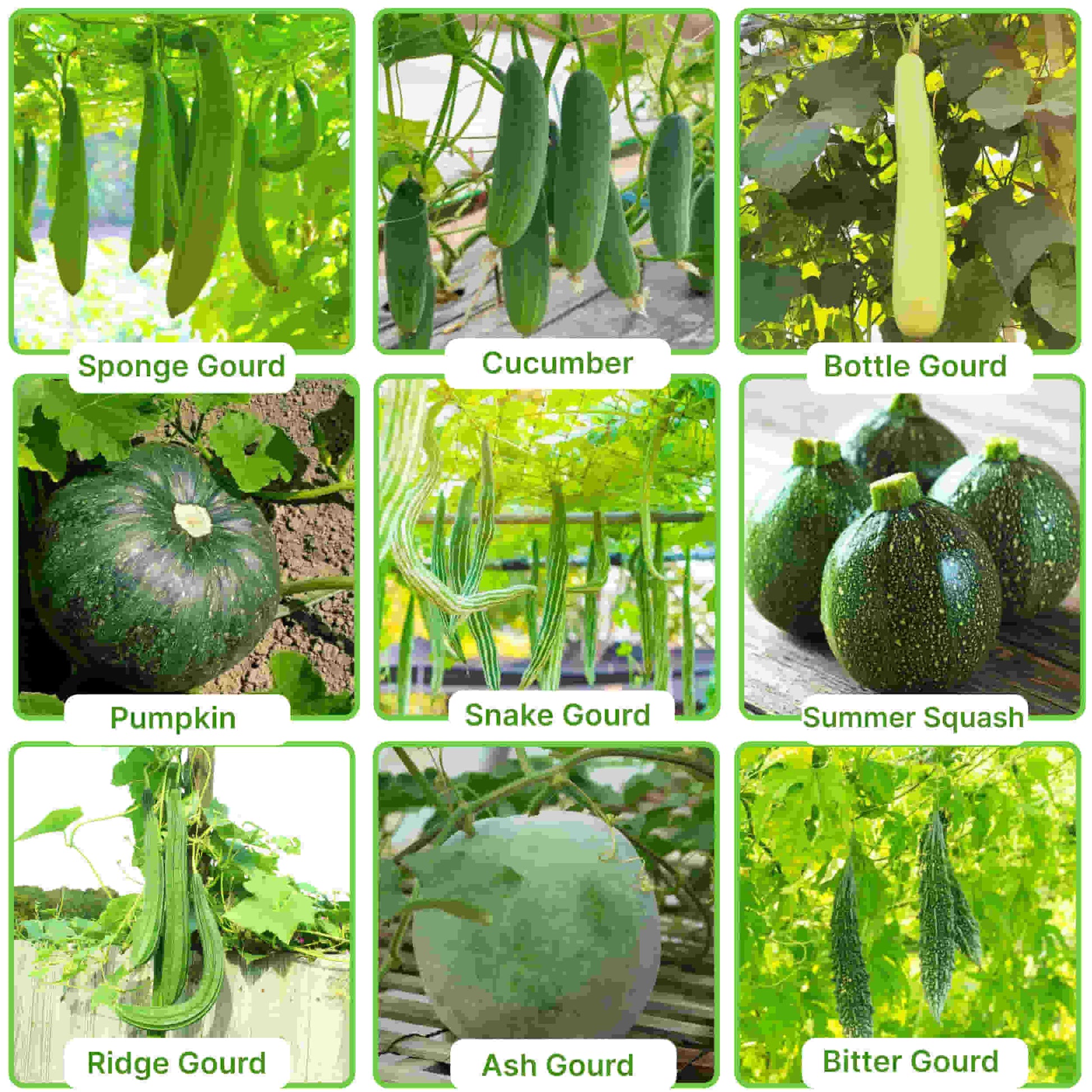Climbing Vegetable with names