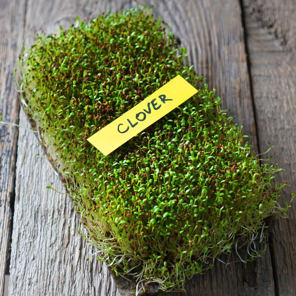 Clover Microgreen Seeds