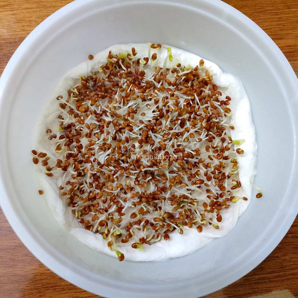 Clover Microgreen Seeds