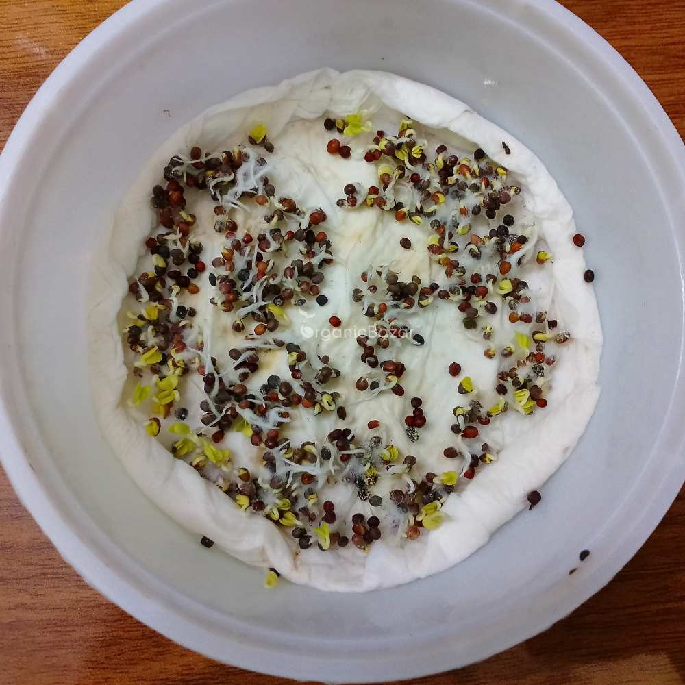 Collard Green Microgreen Seeds