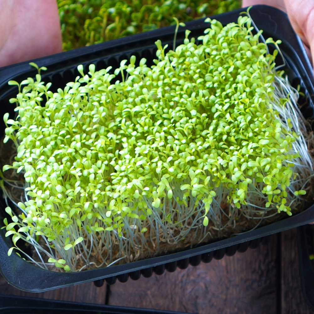 Collard Green Microgreen Seeds