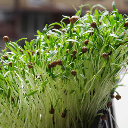 Coriander Microgreen Seeds
