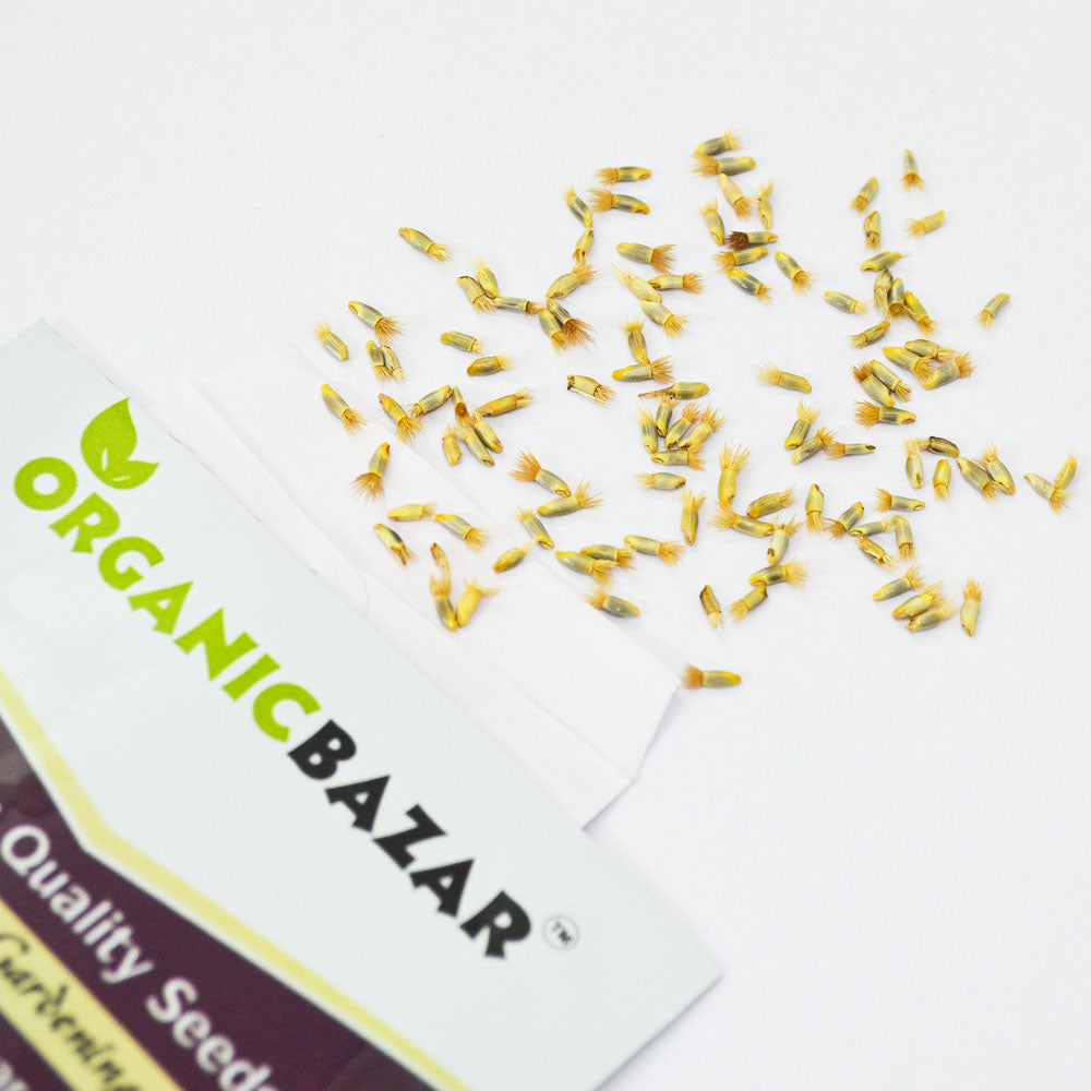 Cornflower Dwarf Double Polka Dot Mix