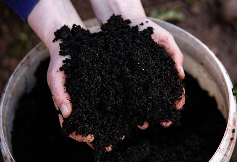 Cow dung homemade tomato fertilizer in Hindi