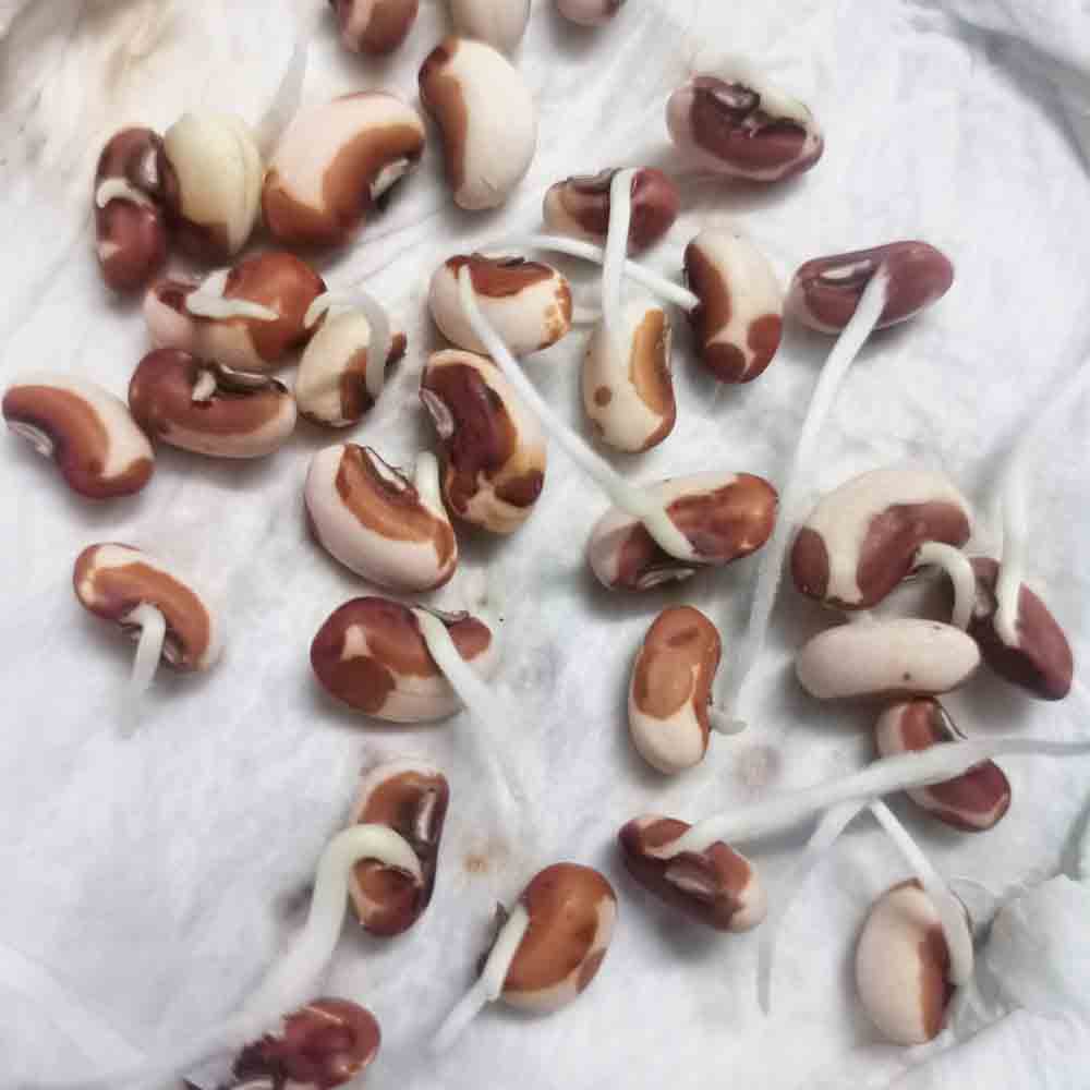 Cowpea (Lobia) Scarlet Long-Red Seeds