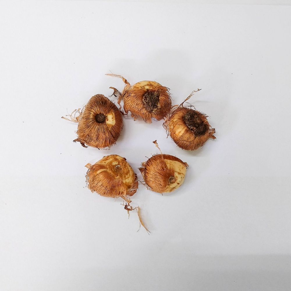 Crocus Flower Record (Purple) Bulbs