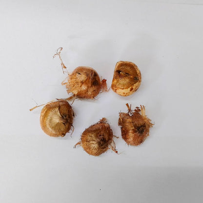 Crocus Jeanne D'arc (White) Flower Bulbs