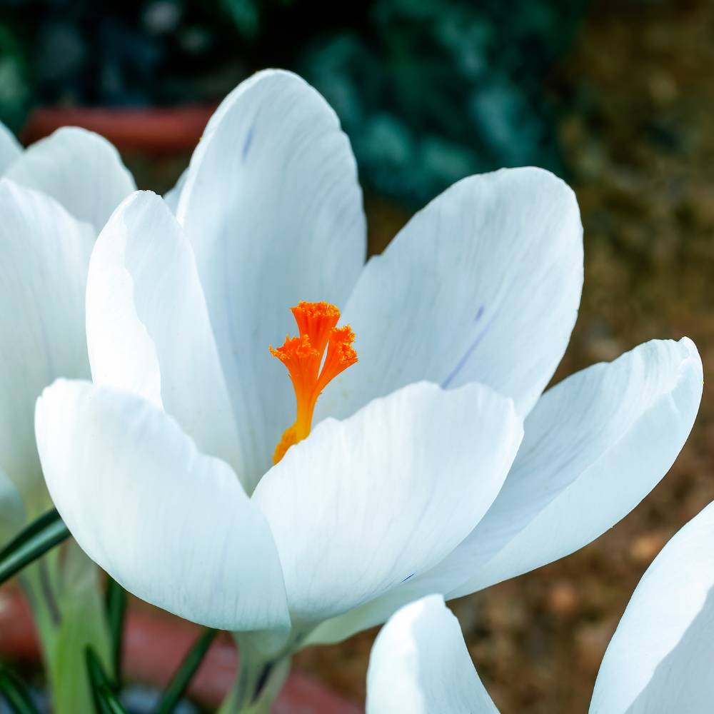 Crocus Jeanne D'arc (White) Flower Bulbs