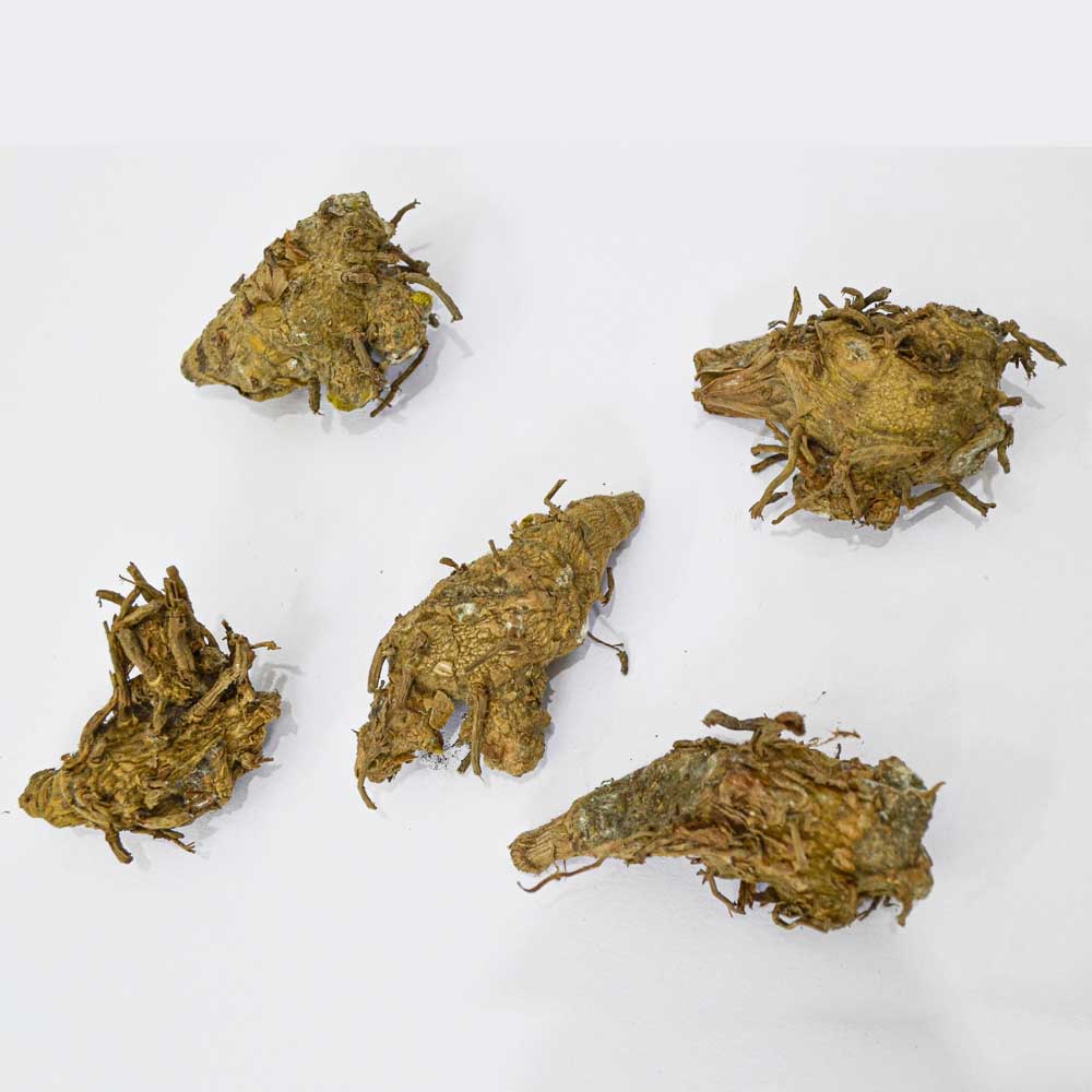 Curcuma Pink Flower Bulb