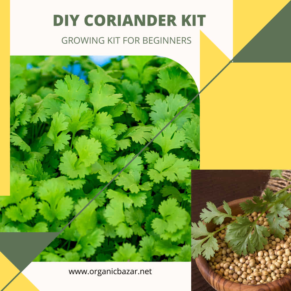 DIY cORIANDER Kit (2)