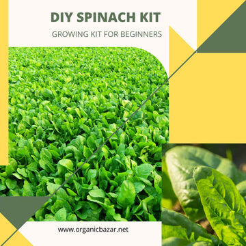 DIY spinach Kit (1)