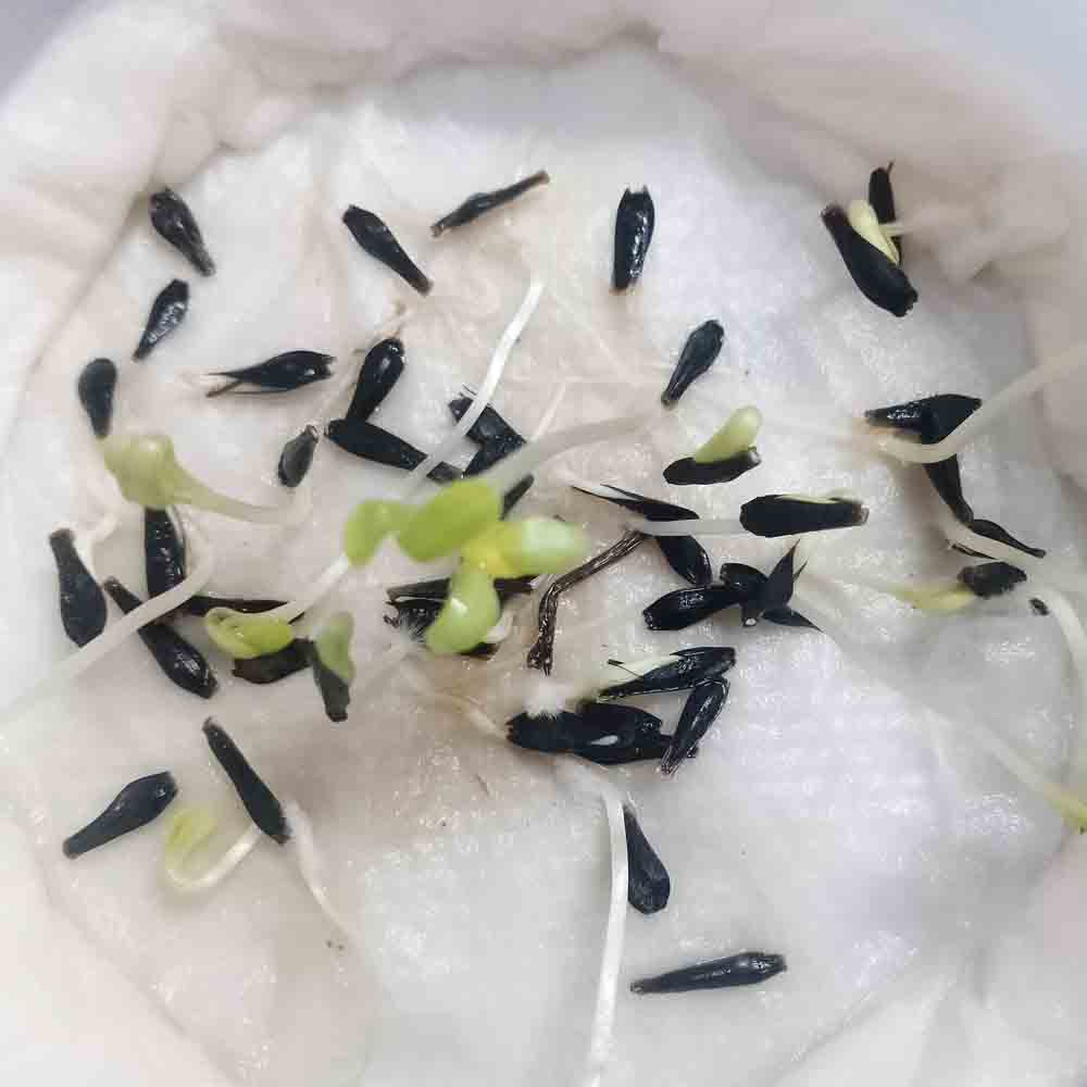 Dahlia Unwins Hybrids Mix Seeds