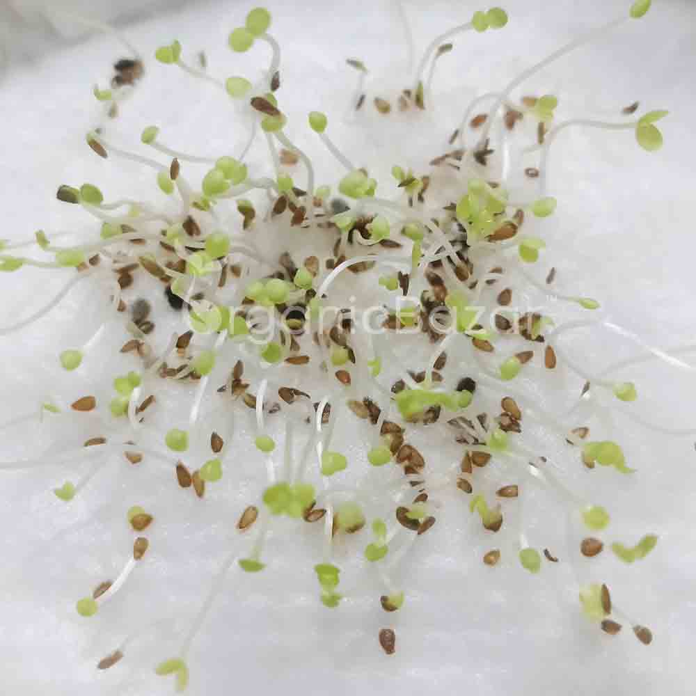 Daisy Double White Seeds
