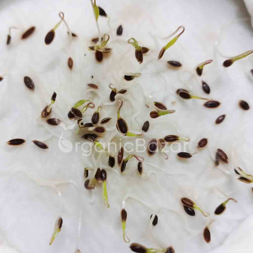 Dill Imported Soya Seeds
