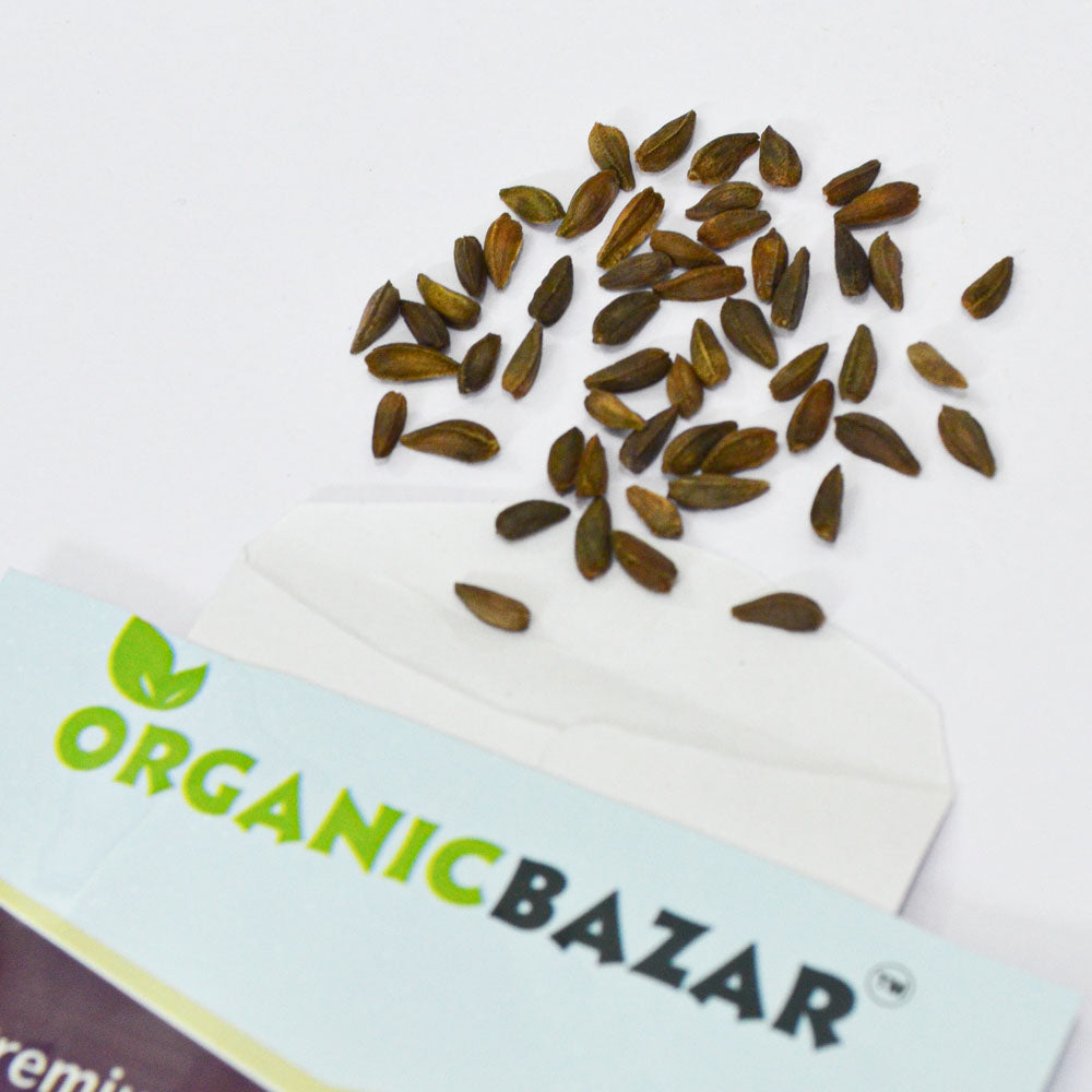 Dimorphotheca Seeds Collection Buy Best quality Dimorphotheca Glistening White Seeds Online - Organicbazar